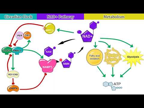 Circadian Clock-Controlled Genes Part 2: Interaction Between the Clock and Metabolism