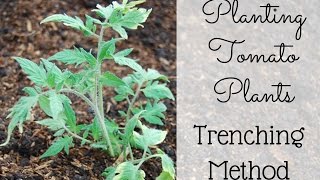 Plant Tomatoes with the Trenching Method