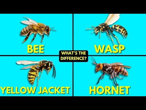 ミツバチ、スズメバチ、キイロジャケット、スズメバチの違いは何ですか?