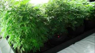 Learn How to Grow Marijuana from seed to flower, Hyperions Music