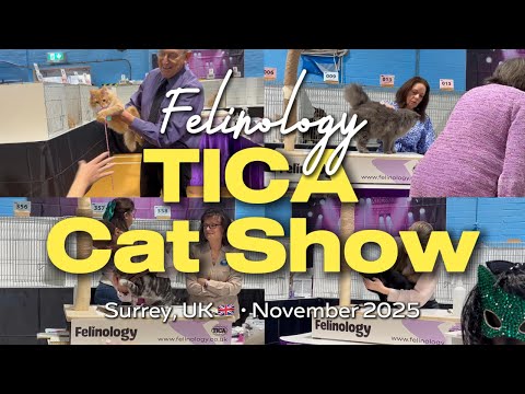 I Went to a TICA Cat Show near London… Here’s What I Saw