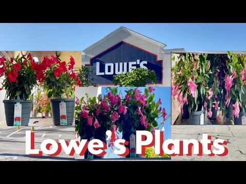 Lowe’s Spring Plants