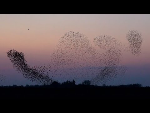 Naturspektakel: Die „Sort Sol“ tobt über dem Norden