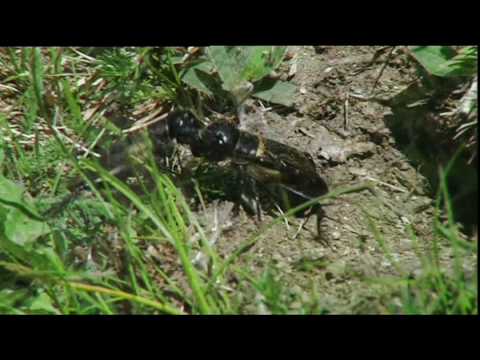 Grillenkampf, Neuntöter, Goldammer