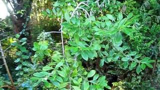 Catha edulis in flower Catha edulis in flower