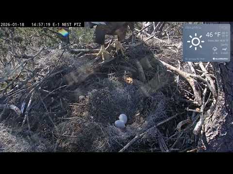 KNF E-1 - 2026.01.18 - Pip seen in egg #1 on day 35