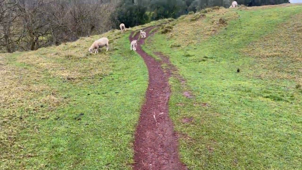 ヤジロベーのような声の羊　ニュージーランド