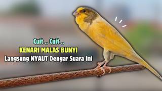 Download lagu Kenari GACOR Panjang Suara PANCINGAN Kenari PAUD Belajar Bunyi Ngeriwik | Masteran Kenari Paud #712 mp3