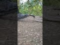 Commando Training Me Kis Tarah Cobra Snake Se Nipatate Hai Fauji Cobra Commando Indian Army