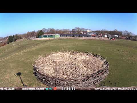 🔴 LIVE - STORCHENNEST FREDENBECK - STORKNEST - CICONIA CICONIA - WEIßSTORCH - Germany