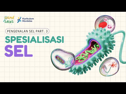 Pengenalan Sel: Spesialisasi Sel | IPA SMP Kelas 8 Kurikulum Merdeka (Part 3)