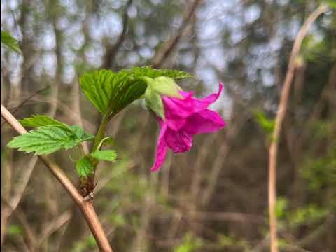 Aphrodisian Witchcraft has nothing to do with Aphrodite but it is helpful