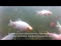 Видео о товаре Tetra Pond Crystal Water, средство для очистки прудовой воды от мути / Tetra (Германия)