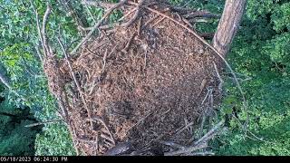 Fake Fledge! -Dale Hollow Eagles-May 18, 2023
