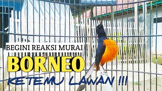 Download lagu BORNEO EMOSI!!! penampilan Murai batu BORNEO ketika melihat LAWAN mp3