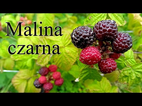 Ogrodowe pierdamony 68 - malina czarna - owocowanie