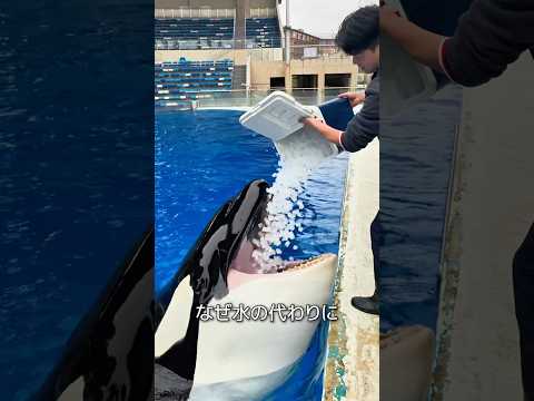 シャチに氷をあげる理由