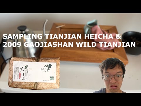 Sampling Tianjian Heicha & 2009 Gaojiashan Wild Tianjian via YS [Inbetweenisode 380]