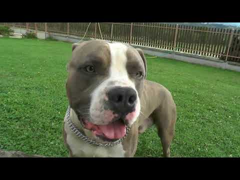 download lagu mp3 mp4 Staford, download lagu Staford gratis, unduh video klip Staford