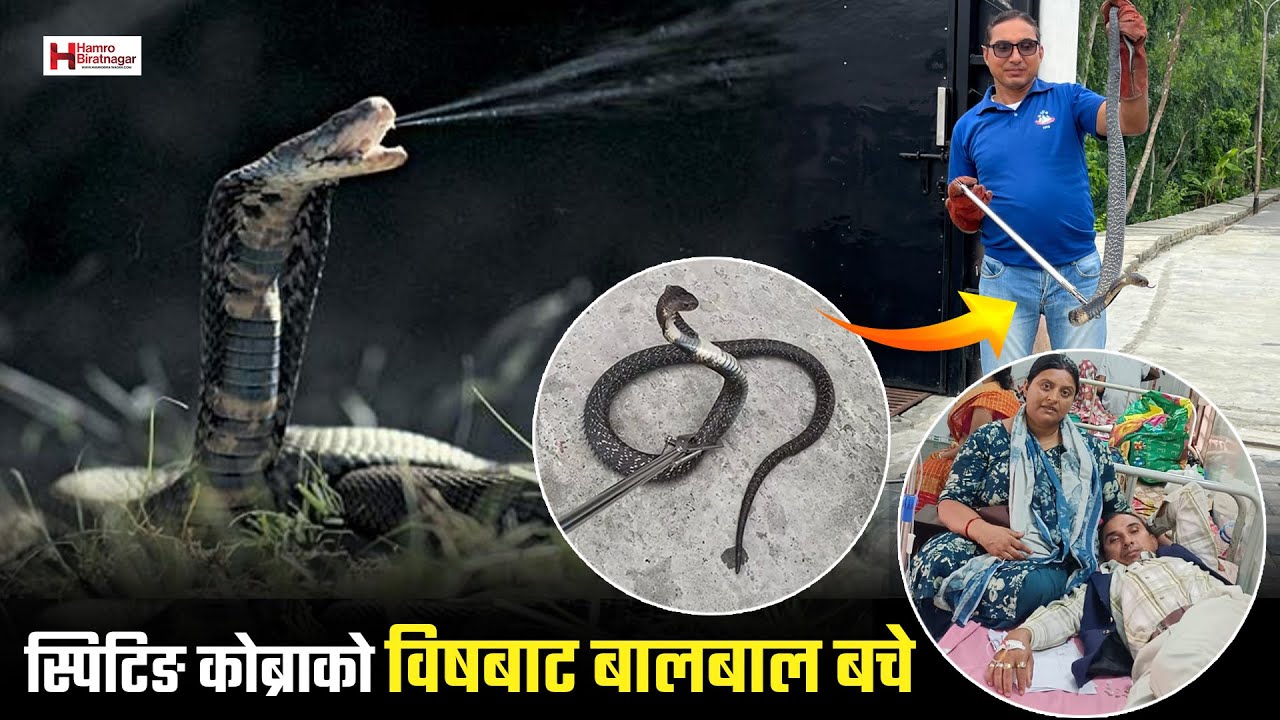 स्पिटिङ कोब्राको विषबाट बालबाल बचे विराटनगरका उद्घारकर्ता !