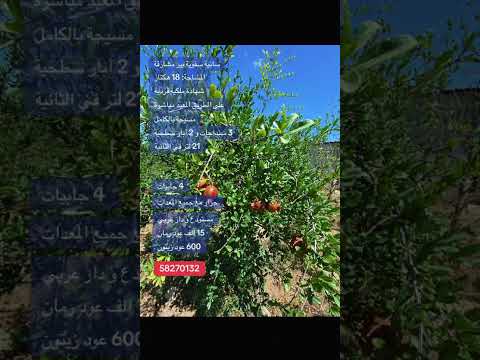 Senya à vendre à Bir Mcharga – Zaghouan
