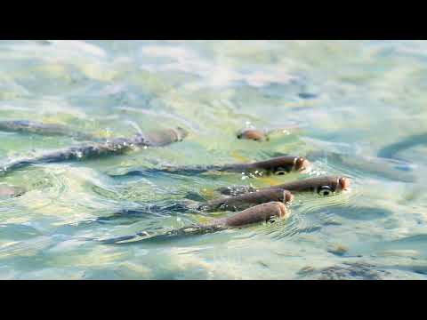 Rangiroa vs. Tikehau: Which French Polynesian Atoll is Perfect for You?