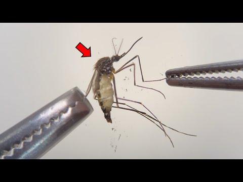 Strange Organs Inside Mosquito ! - Mosquito Dissection