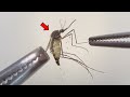 Strange Organs Inside Mosquito Mosquito Dissection