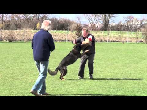 Helmut Huber mit Hank vom Weinbergblick - IPO3 Schutzdienst in Vöhringen 2013 - 97 Punkte