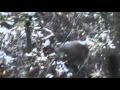 Buck In A Swamp In Duplin County NC