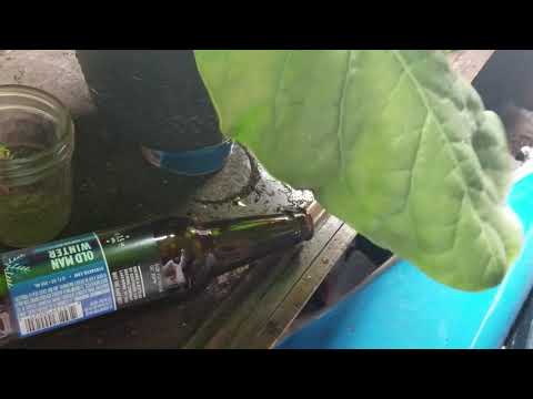 Nicotiana rustica tobacco plants pt 6