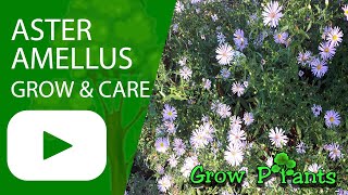 Aster amellus - grow & care (European Michaelmas-daisy)