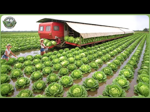 Incredible 2025 Harvest Race – Farmers Reap Million Tons Using Modern Agriculture Machines
