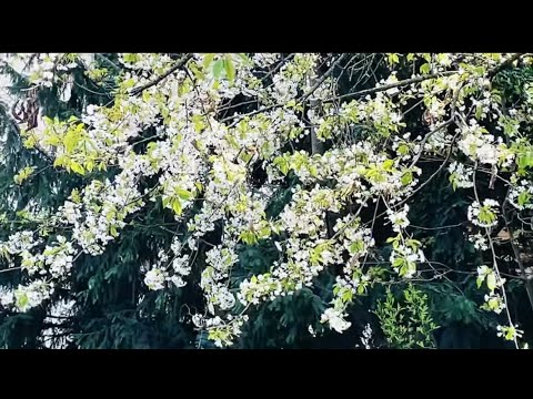 জার্মানিতে অনেক সুন্দর সাদা চেরি ফুলের গাছ  ! White Cherry Flowers Tree ! Fardina Youtuber