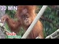 Baby Animals At The Zoo Orangutans And More By Baby Genius
