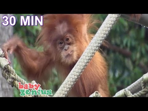 download lagu mp3 mp4 Baby Genius Baby Animals, download lagu Baby Genius Baby Animals gratis, unduh video klip Baby Genius Baby Animals