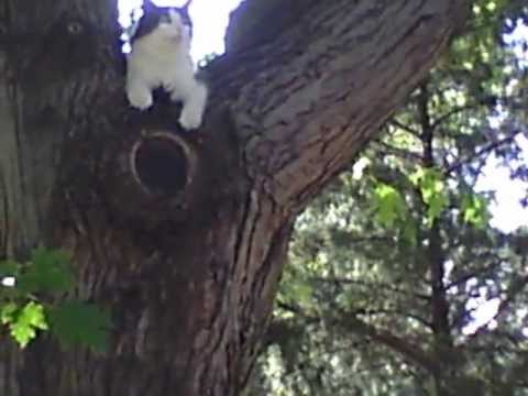 Koby (declawed) climbs tree