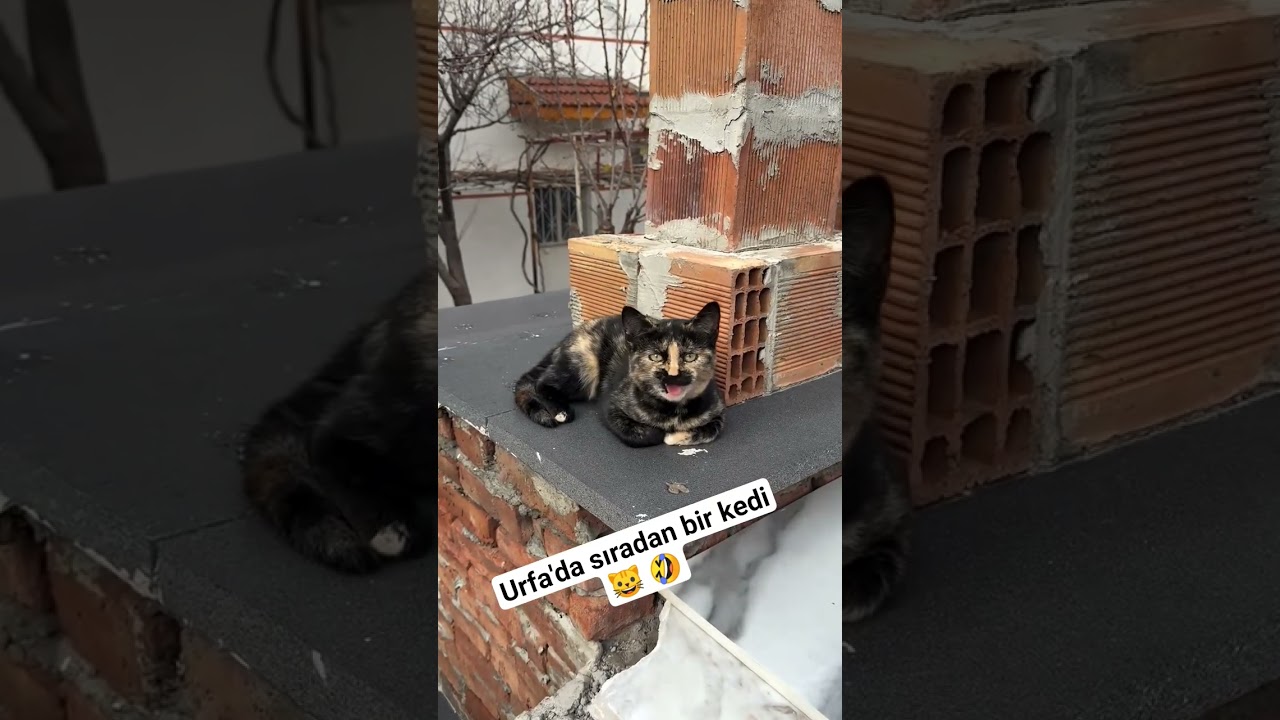 Urfa'da sıradan bir kedi 🐱 #keşfet #kedi #cat #shorts
