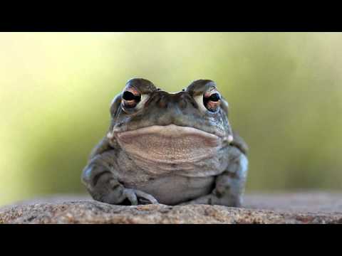 wagawaga - mr toad