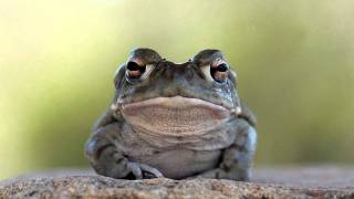 wagawaga - mr toad