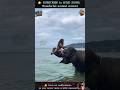 19 AMAZING Animal Clips You MUST See WILD ZOOM Animals Animalshorts Animalclips