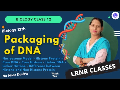 ​Packaging of DNA | Nucleosome Model | Histone Protein | Core DNA | Core Histone | Linker DNA | Linker Histone | Difference between Histone and Non Histone Protein | LRNR Classes