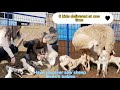 First Time I Saw A Sheep Gives Birth 5 Babies At Once Sheep Delivered 5 Kids At One Time