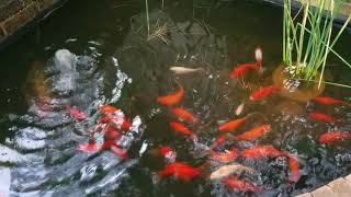 Ah, the peaceful fishpond...