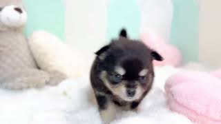 ハーフ犬の動画01
