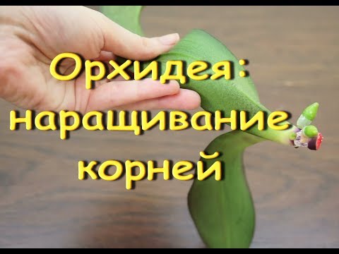 КАК я НАРАЩИВАЮ КОРНИ орхидее.Белый Биглип после орхобезобразия:корни обнаружены в начале февраля.