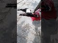 Bakari Qurbani 2021 Talagang