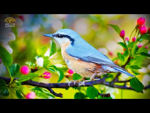 Entspannungsmusik & Vogelgesang - FRÜHLING IM HERZ 🌸 Vogel, Naturgeräusche und Gitarre