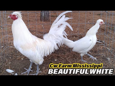 White Ruble Hatch Bennet Grey Payton Asil Sweater Kelso - Beautiful Birds Farm Visit CW FARM