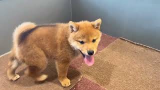 柴犬の動画01